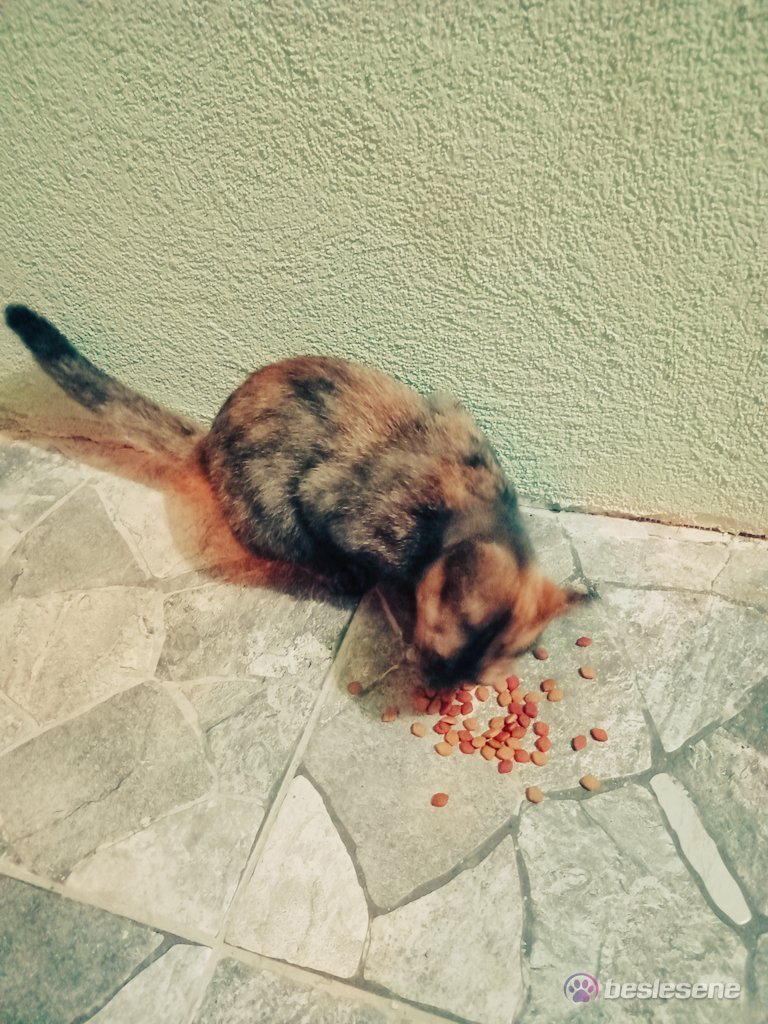 görsel