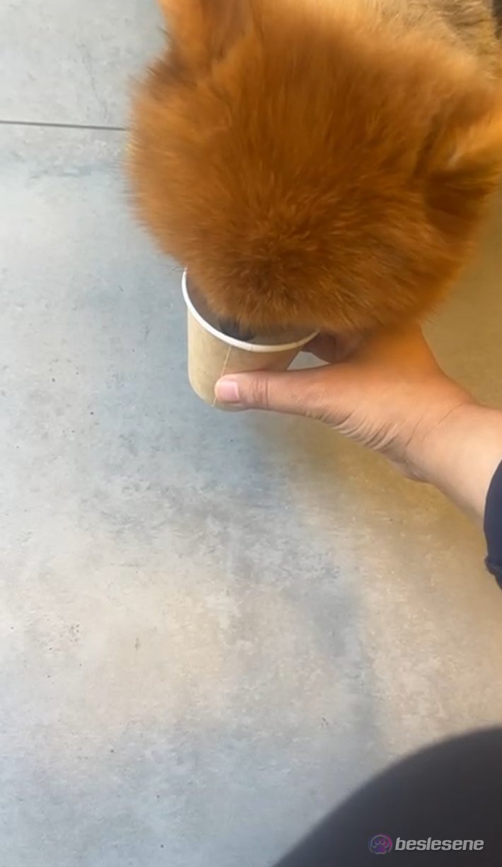görsel