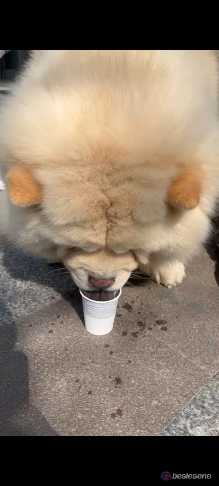 görsel