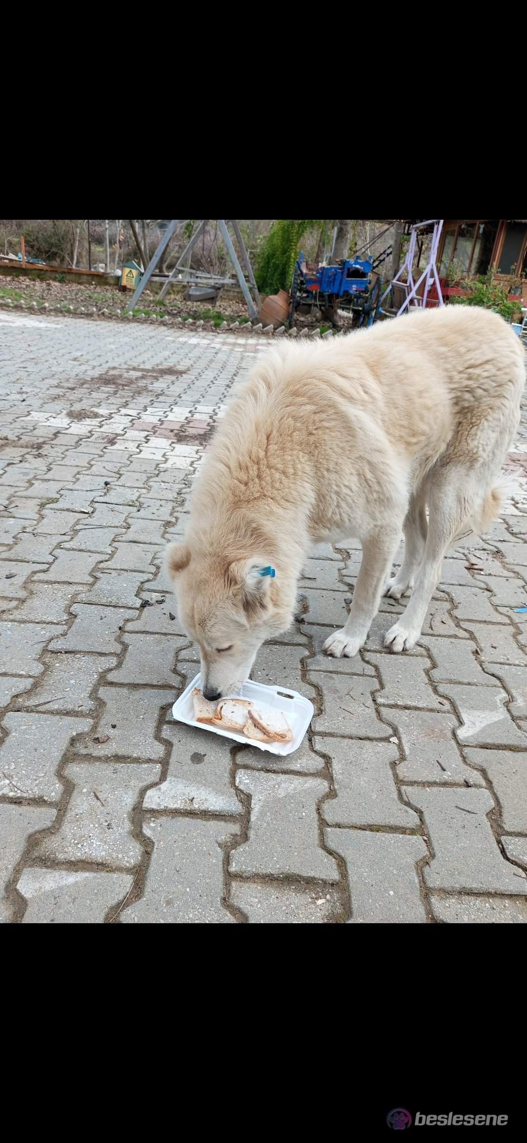görsel