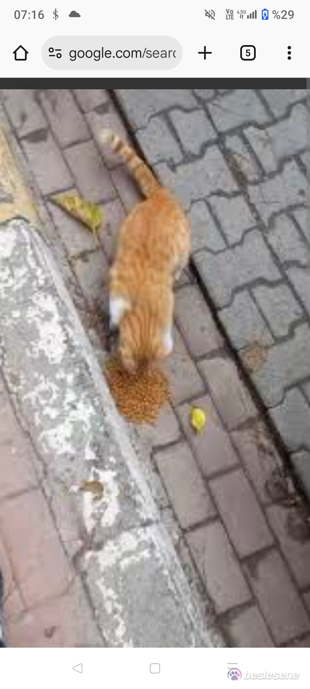 görsel