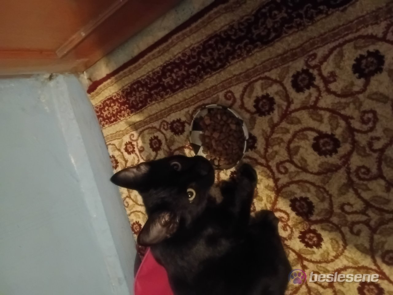 görsel