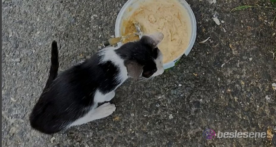 görsel